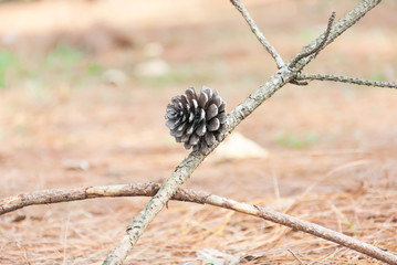 pine cones on the ground in pine forest,Thailand