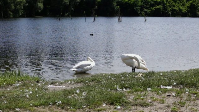 Swans at lake on sunny day - HD 1080