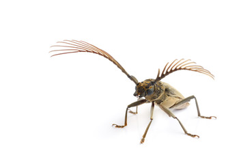 long  horn beetles .
