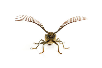 long  horn beetles .