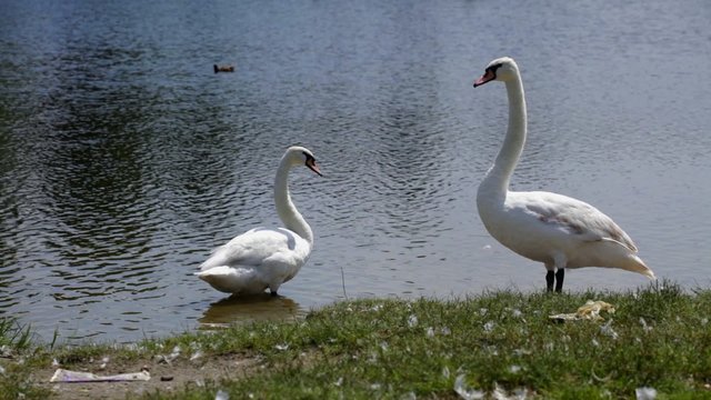 Swans at lake on sunny day - HD 1080