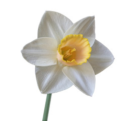 Single White Daffodil