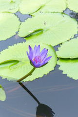 Beautiful purple lotus flower in pond
