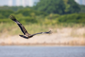 Asian Imperial Eagle flying - Back view