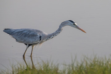 Grey Heron standing in water for hunting