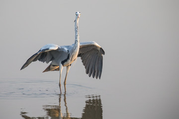 Grey Heron standing in water with open wings