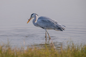Grey Heron eating fish in water