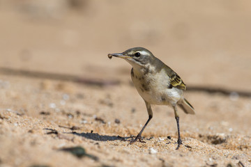 Yellow wagtail eating worm