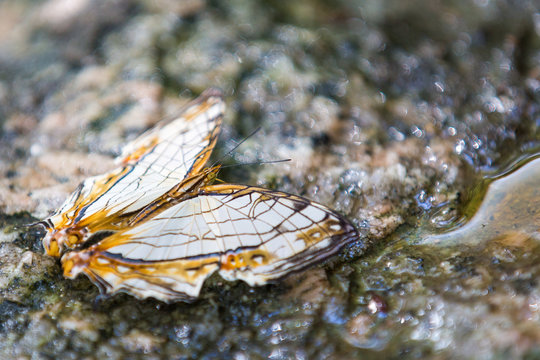 Common Mapwing drinking water on ground