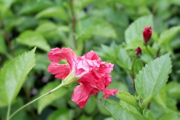 Hibiscus flower - red flower with the nature