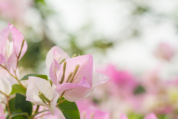 Beautiful pink white  bougainvillea flowers with blur background