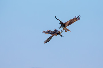 Two Black Kite fighting in blue sky
