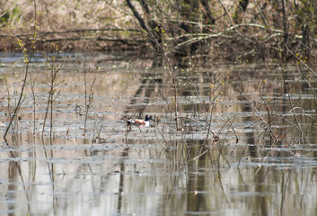 Wild duck on the pond. Spring sunny morning. Natural habitat.