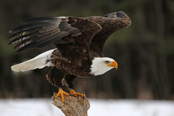 Fototapeta premium Łysy orzeł (Haliaeetus leucocephalus) startuje ..