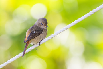 Daurian Redstart standing with green background
