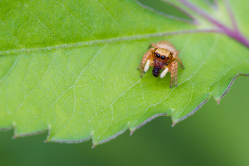 Jumping spider eating insect