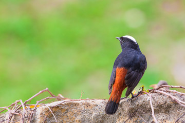 White-capped Water Redstart standing on rock