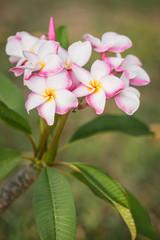 white, pink and yellow plumeria frangipani flowers with leaves