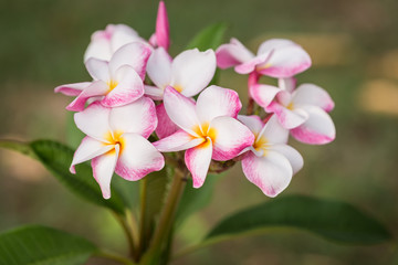 Naklejka na ściany i meble white, pink and yellow plumeria frangipani flowers with leaves
