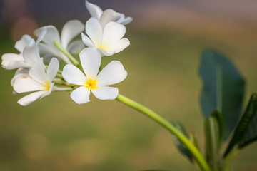 Fototapeta na wymiar white and yellow plumeria frangipani flowers with leaves