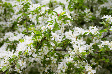 Flowers of the cherry blossoms on a spring day
