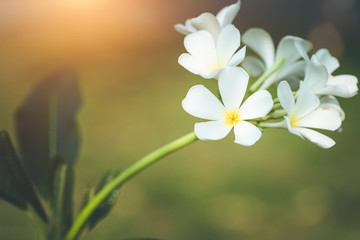 white and yellow plumeria frangipani flowers with leaves