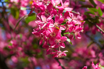 Flowers of cherry blossoms on a spring day