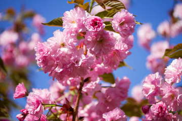Flowers of sacura blossoms on a spring day