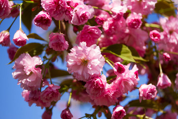 Flowers of sacura blossoms on a spring day