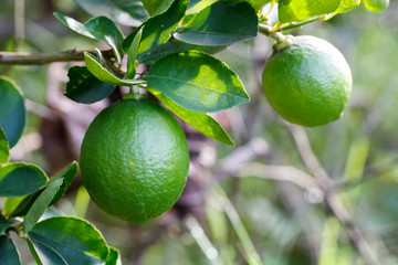 Citrus lime fruit