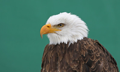 A Bald Eagle (Haliaeetus leucocephalus)