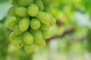 Bunch of fresh green grapes in vineyard