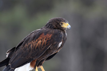 A profile shot of a Harris's Hawk (Parabuteo unicinctus)