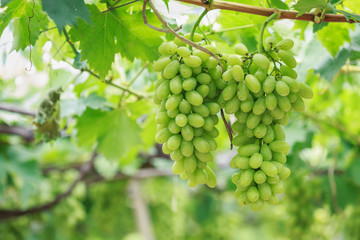 Bunch of fresh green grapes in vineyard