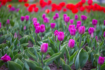 Colorful tulips