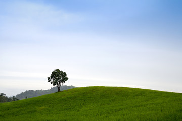 Fototapeta na wymiar Trees on the hill with blue sky