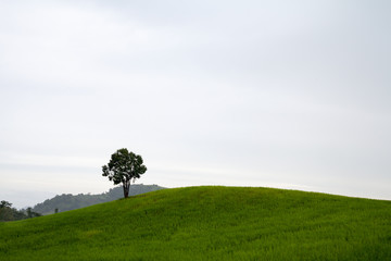 Fototapeta na wymiar Trees on the hill