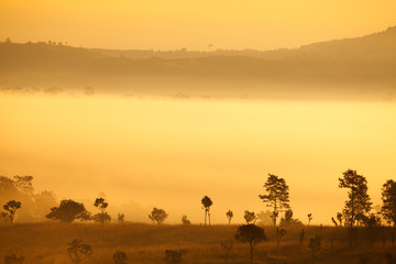 misty morning sunrise in mountain at Thung Salang Luang National