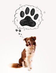 Cute border collie with paw above her head