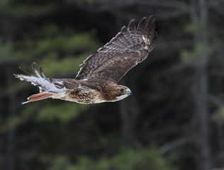 Fototapeta na wymiar Gliding Red-tailed Hawk 
