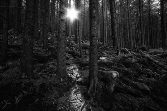 Fototapeta Deep old forest