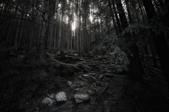 Fototapeta Old deep forest