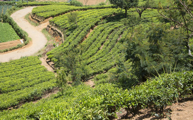 Fototapeta na wymiar На чайных плантациях в окрестностях Нувара Элиа. Шри-Ланка