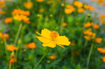close up Orange daisy  flower