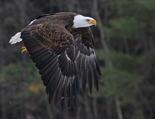 A Bald Eagle (Haliaeetus leucocephalus) taking off.. © Chris Hill