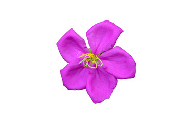 beautiful purple flower