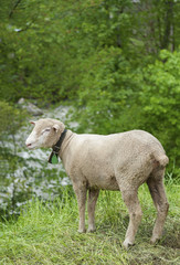 Obraz premium Sheep in Switzerland