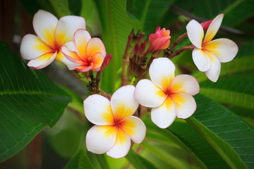 Frangipani
