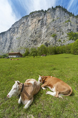 Fototapeta na wymiar Cow in Lauterbrunnen valley in Bernese Alps, Swiiss