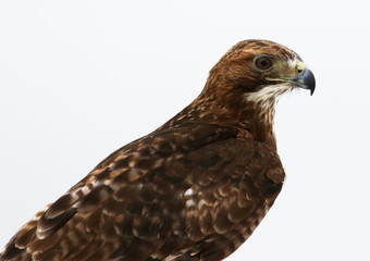 A Red-tailed hawk (Buteo jamaicensis) shot on a white background..